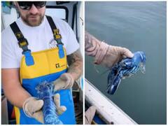 समुद्र में मिली दुर्लभ प्रजाती की ब्लू लॉबस्टर, मिनटों में लाखों लोगों ने देख डाला वीडियो