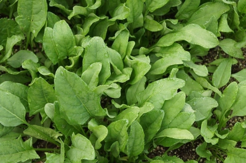 Spinach Cultivation:  આ છે પાલકની ખેતી કરવાની નવી રીત, 20 દિવસમાં થશે લાખ રૂપિયાની કમાણી