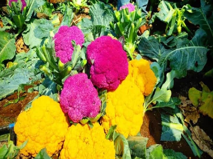 Cultivating Colourful Cauliflower helps to earn profitable income in Short Expenses Colourful Cauliflower: लाखों की कमाई का साधन है रंग-बिरंगी फूलगोभी, ये है उगाने से कमाने तक का फॉर्मूला