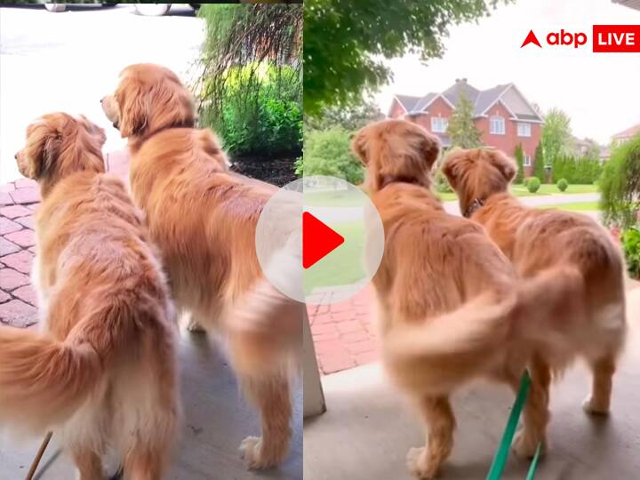 Two golden retriever dogs siblings wags their tail in same manner winning internet viral video on social media Viral Video: कुत्तों का क्यूट वीडियो हो रहा है वायरल, वजह जानकर हंस पड़ेंगे आप