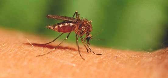 Mosquitoes Bite: Do you find yourself bitten by mosquitoes, know why you are so fond of mosquitoes; Reasons will surprise Mosquitoes Bite : ਕੀ ਤੁਹਾਨੂੰ ਵੀ ਲੱਭ-ਲੱਭ ਕੇ ਕੱਟਦਾ ਐ ਮੱਛਰ, ਜਾਣੋ ਕਿਉਂ ਮੱਛਰਾਂ ਦੇ ਇੰਨੇ ਪਸੰਦੀਦਾ ਹੋ ਤੁਸੀਂ ; ਹੈਰਾਨ ਕਰ ਦੇਣਗੇ ਕਾਰਨ