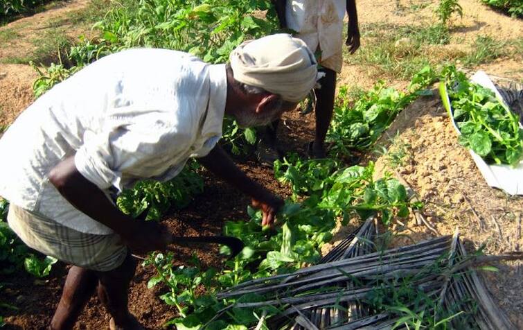 Agriculture News: Farmers can earn lakh of rupees in spinach farming  through technique Spinach Cultivation:  આ છે પાલકની ખેતી કરવાની નવી રીત, 20 દિવસમાં થશે લાખ રૂપિયાની કમાણી