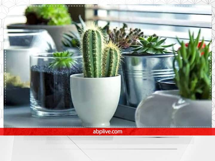 कैक्टस का पौधा- घर में कैक्टस का पौधा लगाने से परिवार में कलह होता है. इससे परिवार में आर्थिक संकट गहरा जाता है. कैक्टस का पौधा घर के सदस्यों के जीवन में उदासी लेकर आता है. इसलिए घर में ये पौधा नहीं लगाना चाहिए.