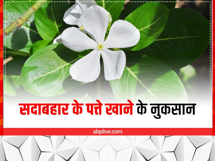 sadabahar leaves side effects on health  दवा भी बन सकती है जहर! ज्यादा मात्रा में सदाबहार की पत्तियां खाने से हो सकती हैं गंभीर समस्याएं 