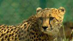 Kuno National Park: नामीबिया से लाए गए 8 चीतो का जारी हुआ पहला हेल्थ बुलेटिन