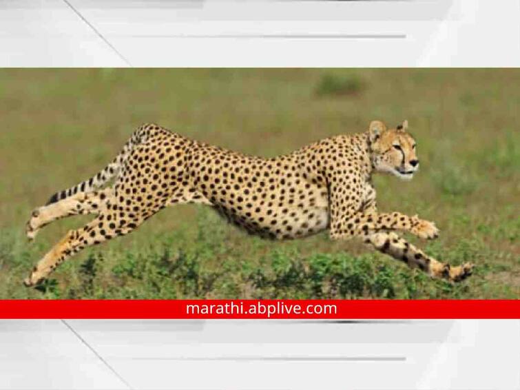 Bishnoi community opposition to cheetahs brought from Africa to India wrote a letter to Prime Minister Modi आफ्रिकेतून भारतात आणलेल्या चित्त्यांना बिष्णोई समाजाचा विरोध; पंतप्रधान मोदींना लिहिले पत्र