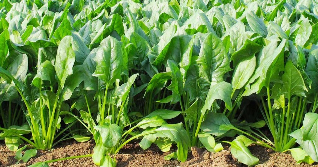 Spinach Cultivation:  આ છે પાલકની ખેતી કરવાની નવી રીત, 20 દિવસમાં થશે લાખ રૂપિયાની કમાણી