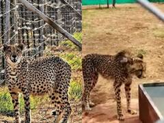 कूनो नेशनल पार्क: नए माहौल में ढलने की कोशिश कर रहे नामीबिया से लाए 8 चीते, एक्सपर्ट्स बनाए हुए नजर
