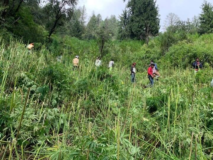 Central Bureau Of Narcotics Destroys Illicit Cannabis Cultivation In Himachal Pradesh આ રાજ્યમાં 12 હજાર વિઘામાં થઈ રહેલી ગાંજાની ખેતી ઝડપાઈ, 2 અઠવાડીયા સુધી ચાલ્યું ઓપરેશન