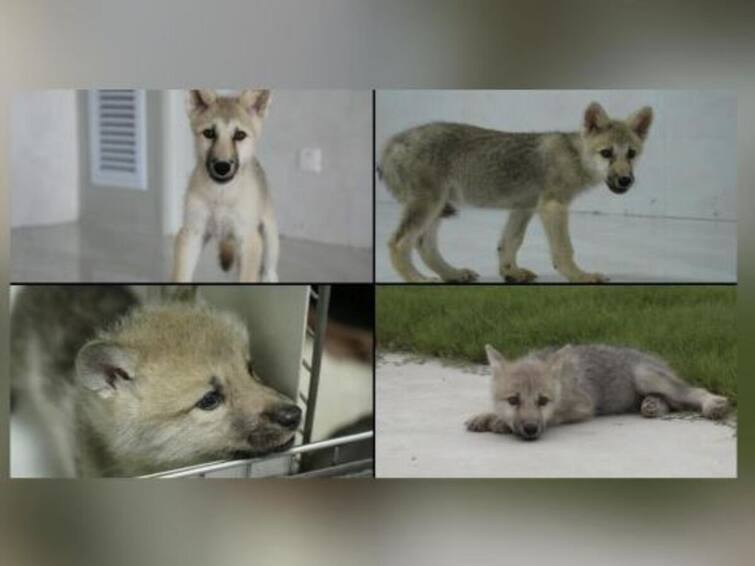 Scientists in China create worldsfirst cloned wild Arctic wolf Maya உலகின் முதல் வெற்றிகரமான குளோனிங்… அழிந்துவரும் ஆர்க்டிக் ஓநாயை க்ளோன் செய்து சீனா சாதனை!