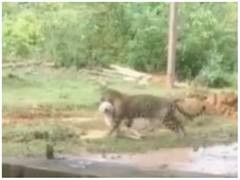 घर में घुस कर तेंदुए ने किया कुत्ते का शिकार, वीडियो देख रह जाएंगे दंग