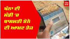 Khanna ਦੀ ਮੰਡੀ 'ਚ ਬਾਸਮਤੀ ਝੋਨੇ ਦੀ ਆਮਦ ਤੇਜ਼