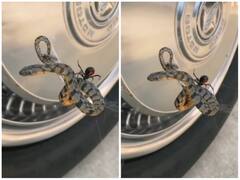 मकड़ी ने बनाया खतरनाक सांप को अपना शिकार, जाल में फंसकर हुई मौत