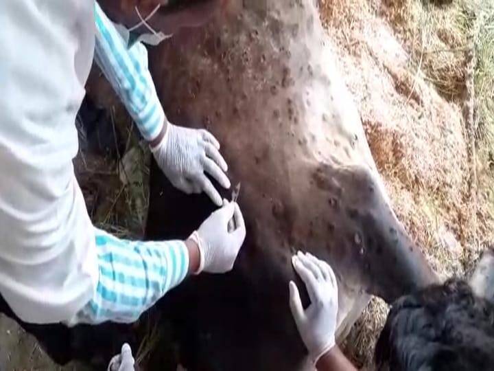 lampi virus spread in 36 villages of Agra infects 60 cows ann Lampi Virus: आगरा में कहर बरपा रहा लंपी वायरस, 36 गांवों में फैला संक्रमण, 60 से ज्यादा गौवंश संक्रमित