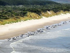 Australia: 230 Pilot Whales Stranded On Tasmanian Beach, Half Feared Dead