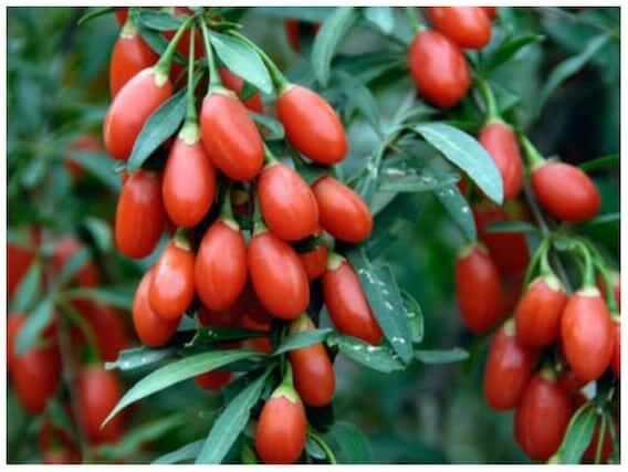 Health Tips: Not only blueberries and strawberries, the body also has these amazing benefits by consuming these berries Health Tips: Not only blueberries and strawberries, the body also has these amazing benefits by consuming these berries