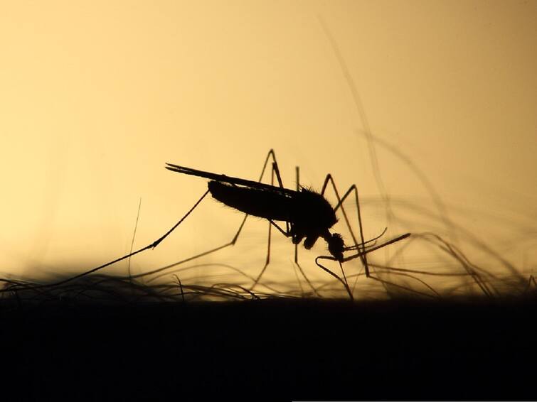 Killed Mosquito Helps to Police To Catch Robber in China Robbery Case: ఇల్లును గుల్ల చేసిన దొంగను పట్టించిన దోమ, అచ్చం సినిమా సీన్ రిపీట్ ?