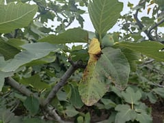 अंजिराचं आगार असणाऱ्या सोनोरी गावातील शेतकरी संकटात, सततच्या पावसामुळं बागांवर रोगाचा प्रादुर्भाव