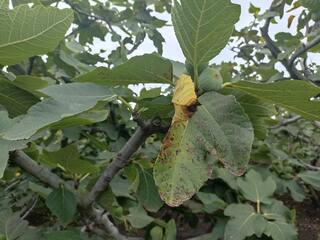 Agriculture news : अंजिराचं आगार असणाऱ्या सोनोरी गावातील शेतकरी संकटात, सततच्या पावसामुळं बागांवर रोगाचा प्रादुर्भाव