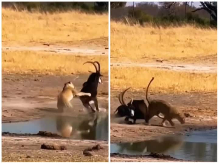 Wild Animal hit horn the lioness who was hunting ran away in Shocking Viral Video Video: शिकार कर रही थी शेरनी, जानवर ने सींग मारा तो उछलकर भाग गई