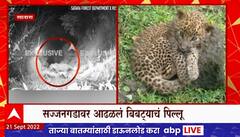Satara Leopard : सातारा सज्जनगडावर सज्जनगडावर बिबट्याचा वावर, आढळलं बिबट्याचं पिल्लू