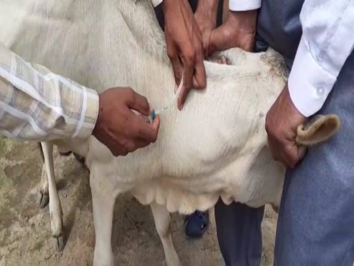 lampi virus in up administration alert after Symptoms of lumpi virus found in Mahoba Lampi Virus in UP: पश्चिमी यूपी के बाद अब बुंदेलखंड में भी लंपी वायरस की दस्तक, महोबा में लक्षण मिलने पर प्रशासन अलर्ट