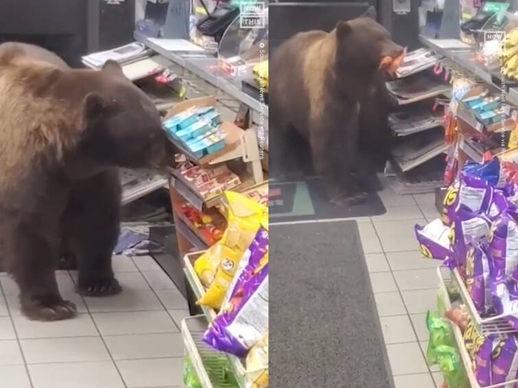Hungry Bear Wanders Into Supermarket Feasts on Snacks and Candies video goes viral Watch Video: ஐ..! சாக்லெட்!! சூப்பர் மார்க்கெட்டில் நுழைந்து மிட்டாய் திருடிய கரடி! வைரல் வீடியோ!!