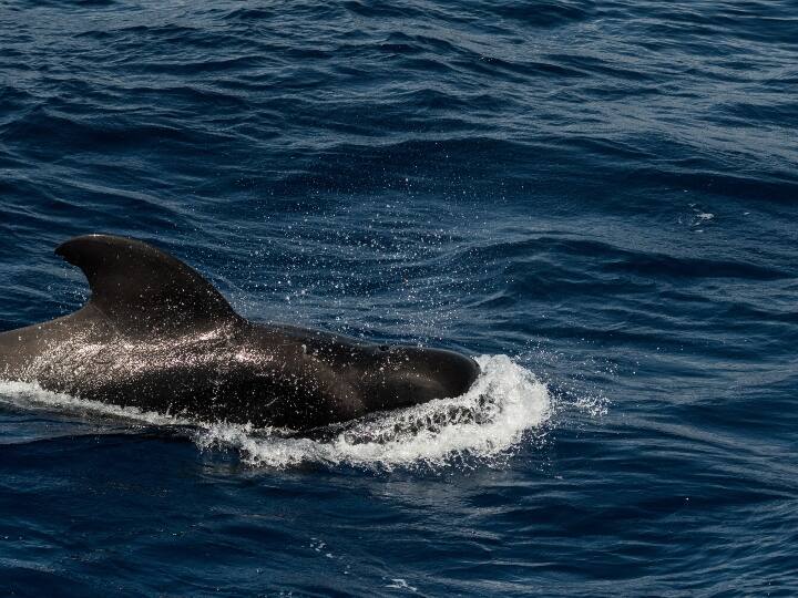 Australia says about 230 pilot whales stranded in Tasmania, half feared dead