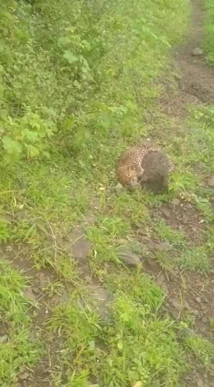वनविभागाच्या कर्मचाऱ्यांना बिबट्याचा बछडा दिसला, परंतु मादी बिबट्या कुठेच दिसली नाही, त्यामुळे वनविभागाचे सहा ते आठ कर्मचारी सज्जनगड परिसरात तळ ठोकून होते.