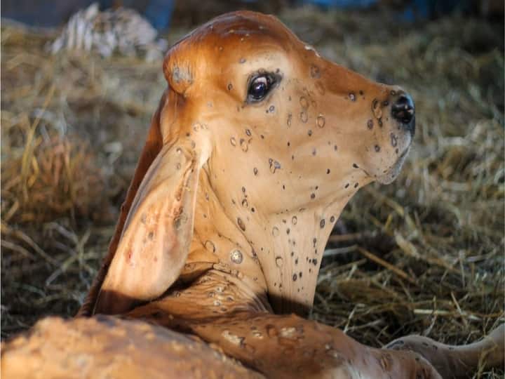 In Kolhapur district, the number of lumpy infected cattle is over 1 thousand Lumpy Skin Disease : कोल्हापूर जिल्ह्यात लम्पीबाधित गायवर्गीय जनावरांची संख्या 1 हजारांवर