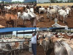 Lumpy Virus: पूर्वी राजस्थान में लंपी वायरस ने पकड़ी रफ्तार, एक दिन में 52 गोवंश की मौत