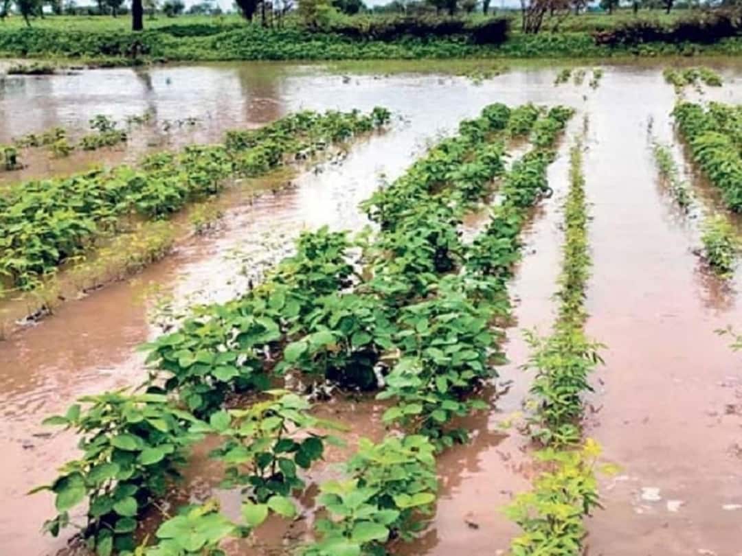 Buldhana Agriculture : बुलडाणा जिल्ह्यात अतिवृष्टी आणि पुरामुळं आत्तापर्यंत सव्वा सहा हजार हेक्टरवरील शेतीचं नुकसान, तर 10 जणांचा मृत्यू Due to heavy rains and floods in Buldana district till now there has been loss of agriculture on 6000 hectares Buldhana Agriculture : बुलडाणा जिल्ह्यात अतिवृष्टी आणि पुरामुळं आत्तापर्यंत सव्वा सहा हजार हेक्टरवरील शेतीचं नुकसान, तर 10 जणांचा मृत्यू