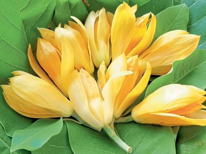 गुरुवार के दिन नहाने के पानी में सात चुटकी हल्दी मिलाकर स्नान करने से धन से संबंधित परेशानियां दूर होती है.