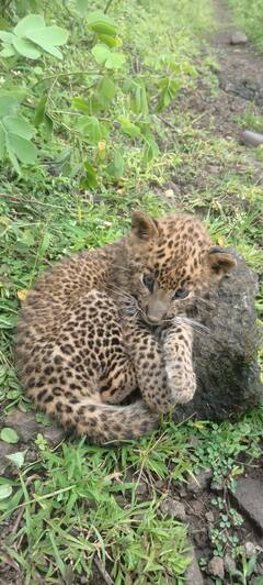 PHOTO : सज्जनगडावर बिबट्याचा बछडा आढळला, मध्यरात्री मादी आणि पिल्लाची भेट