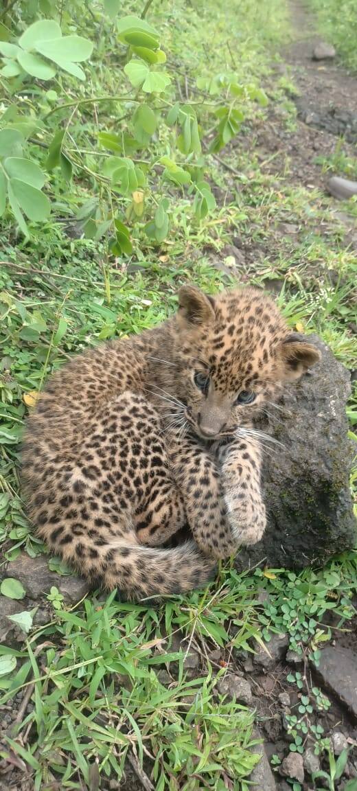 साताऱ्यातील सज्जनगडावर मंगळवारी बिबट्याच्या बछड्याचे दर्शन झालं.