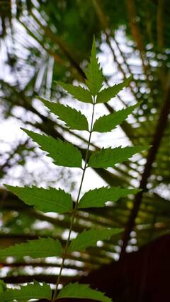 Health Tips : एका दिवसात किती कडुनिंबाची पाने खावीत? वाचा फायदे