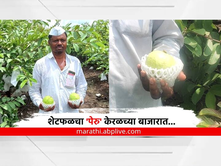 Maharashtra Solapur news Shetphal Guava famers get higher income in Kerala market of 14 lakhs in two acres  Success Story  : शेटफळचा 'पेरु' केरळच्या बाजारात, दोन एकर बागेतून मिळवलं 14 लाखांचं उत्पन्न