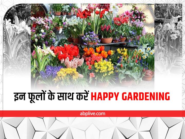 Home Gardening Tips: सर्दियां आते-आते फूलदार पौधों की खूबसूरती देखने लायक होती है. ऐसे में अभी से कुछ चुनिंदा फूलों के पौधे लगायेंगे तो 2 से 3 महीने के अंदर आपका खुशबू और आकर्षण से घर गुलजार हो उठेगा.