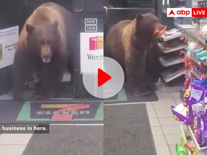 Big Brown Bear enters in supermarket in California and steals chips and candy viral video on social media Funny Video: सुपरमार्केट में घुसा भूखा भालू, प्यारे चोर ने चुराई कैंडी और चिप्स