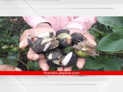 Photo: संततधार पावसाने कपाशीच्या कैऱ्या सडल्या