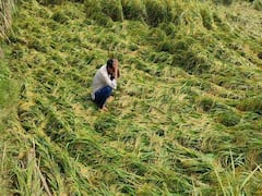 बेमौसम बरसात से किसानों को हुआ तगड़ा नुकसान, खेतों में बिछ गई धान की फसल