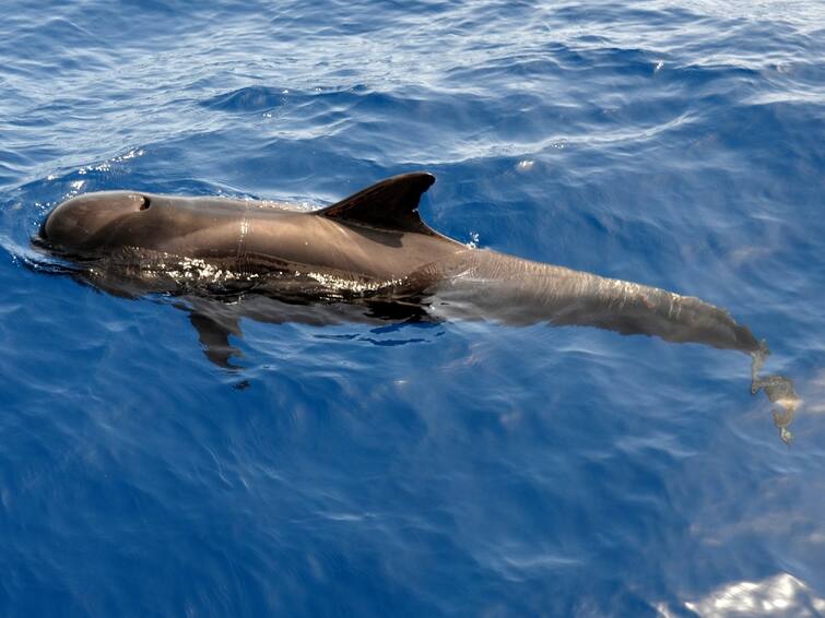 230 Pilot Whales Stranded In Australia, About Half Feared Dead Pilot Whales Dead : ஆஸ்திரேலிய கடற்கரையில் இறந்தும், அரை உயிருடனும் கரை ஒதுங்கிய டால்ஃபின்கள்! என்ன நடந்தது?