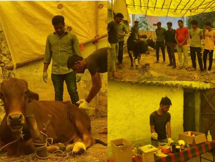 उदयपुर में लंपी वायरस से ग्रसित पशुओं के लिए आइसोलेशन सेंटर बनाया गया है, जहां उनका इलाज किया जा रहा है.