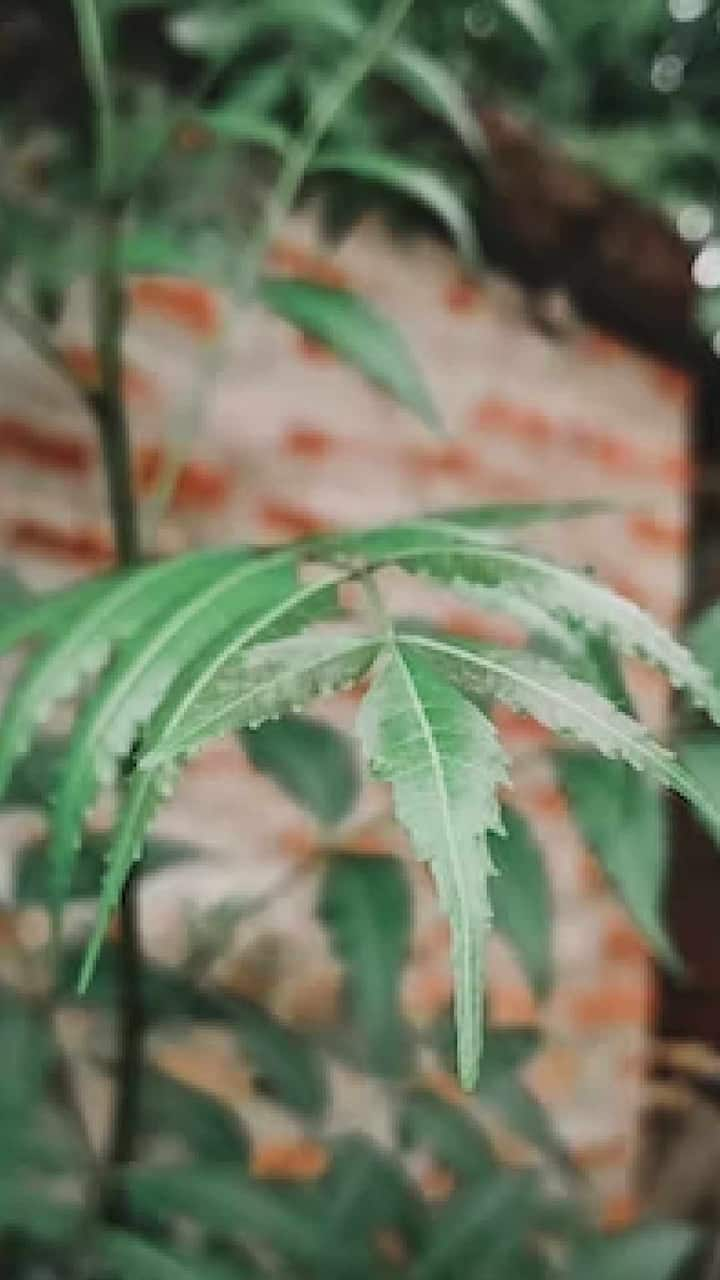 Neem Leaves : कडुलिंबाची पाने तुमच्या आरोग्यासाठी खूप फायदेशीर आहेत.