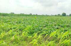 Photo: संततधार पावसाने कपाशीच्या कैऱ्या सडल्या