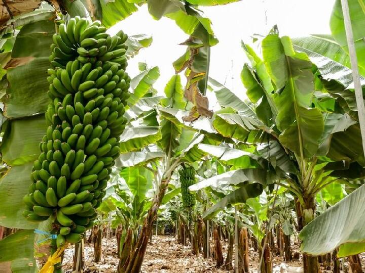 Banana caused crop damage due to corona fungus Corona: केले को भी हुआ कोरोना? 40 साल तक जमीन में रहता है जिंदा, जानिए पूरी डिटेल