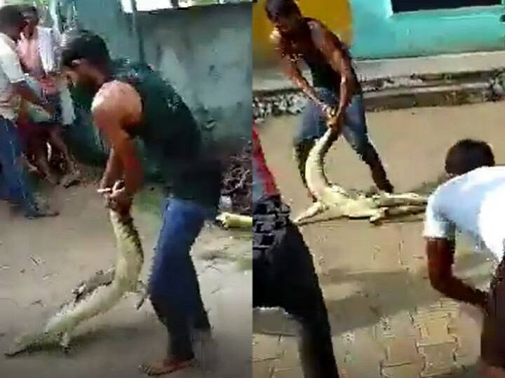 UP Crocodile People Caught crocodile after entered in Kasimpur school in Aligarh UP: अलीगढ़ में स्कूल में घुसा मगरमच्छ, लोगों ने पकड़कर क्लास रूम में किया बंद