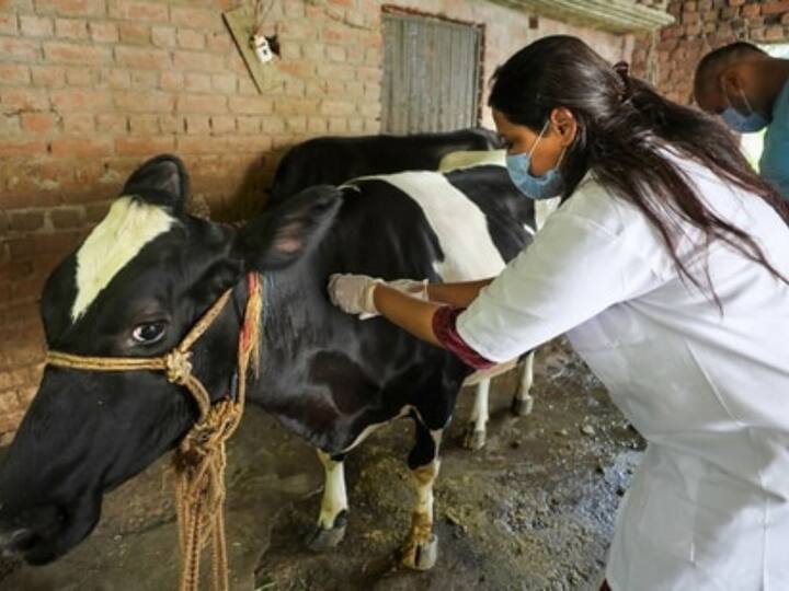 Lumpy skin disease continues to spread rapidly 27 animals died in Kolhapur Sangli  Satara Lumpy Skin Disease : लम्पी चर्मरोगाचा वेगाने फैलाव सुरुच, कोल्हापूर, सांगली, सातारमध्ये 27 जनावरांचा बळी