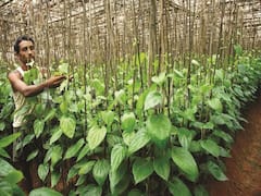 दिवाली से पहले किसानों को बड़ा तोहफा, ये खेती करने के लिये 35,250 रुपये देगी सरकार