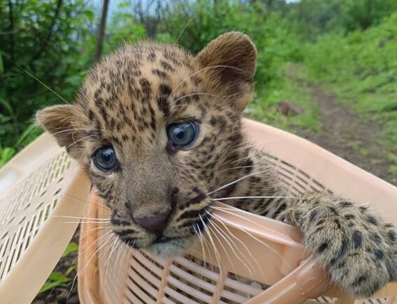 सज्जनगडावर बिबट्याच्या बछड्याचं दर्शन